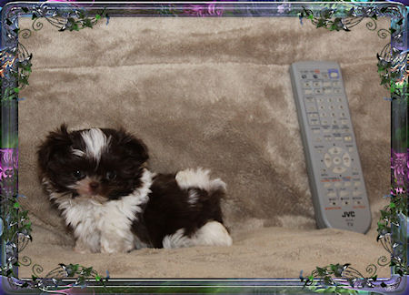 Tink Tiny little male chinese imperial shih tzu puppies for sale small teacup